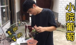 大王天天吃瓜爆料是真的吗,揭秘爆料真实性